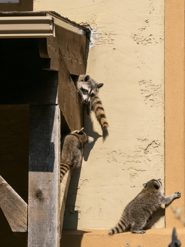 Raccoon Damage Houses