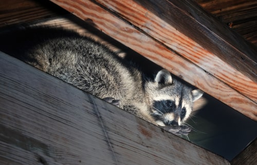 Raccoon In Attic Min