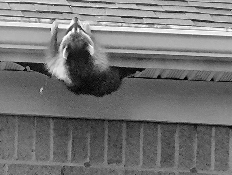 Raccoon In Eve Soffit Hole Bw