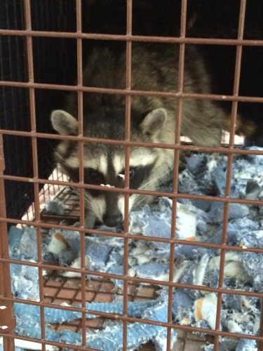 Raccoon Live Trapping Min