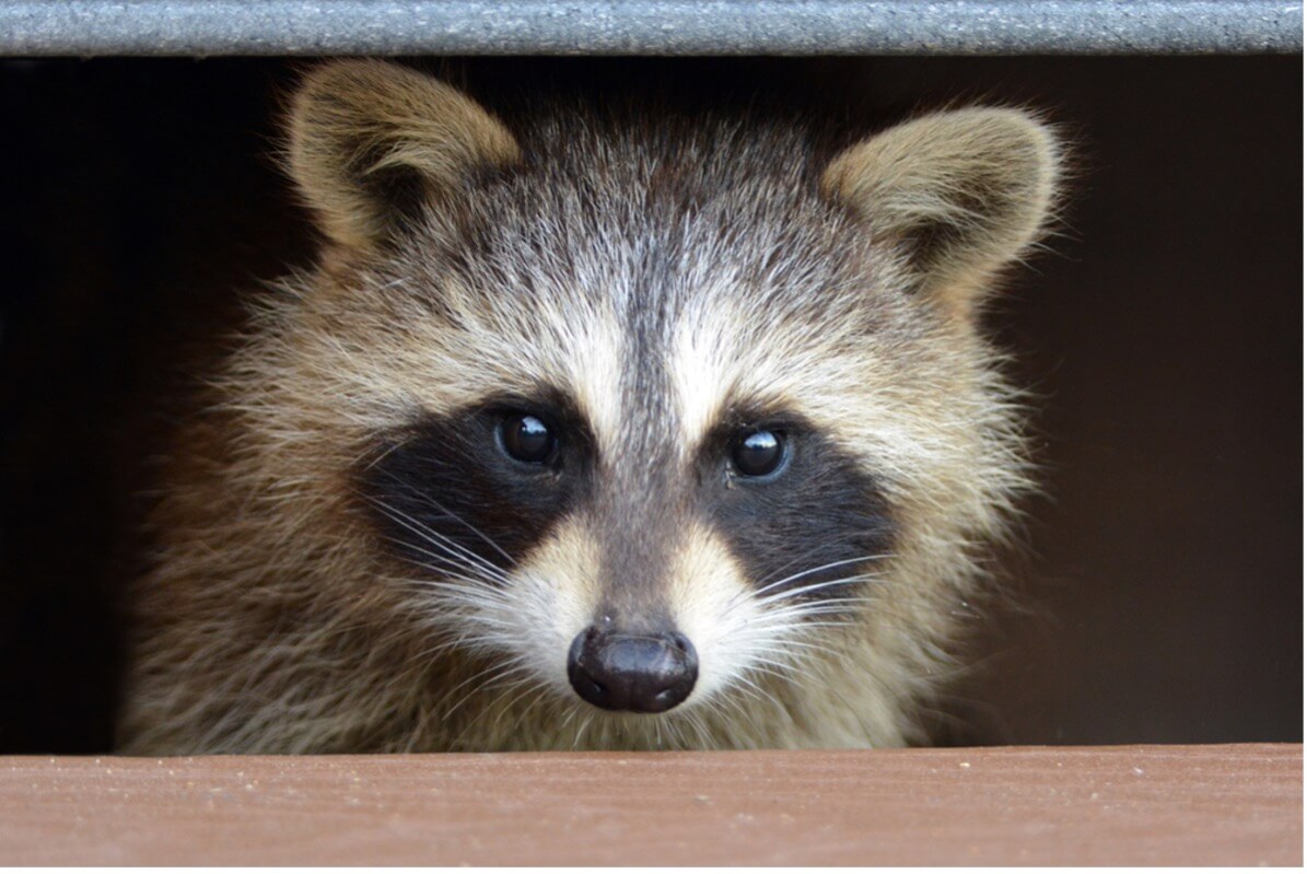 Raccoon Under Shed