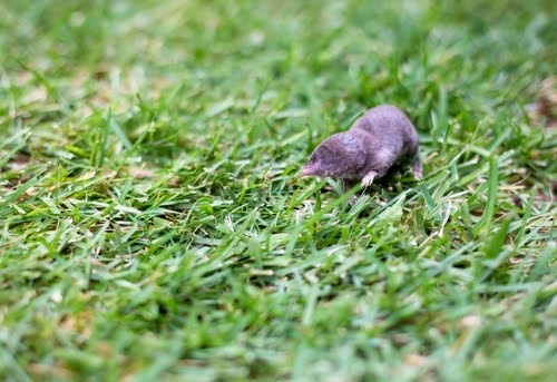 Shrew In Grass