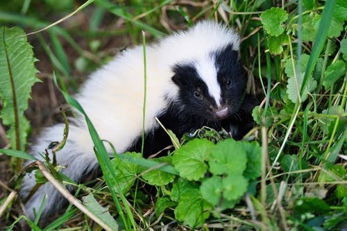 skunk in folliage