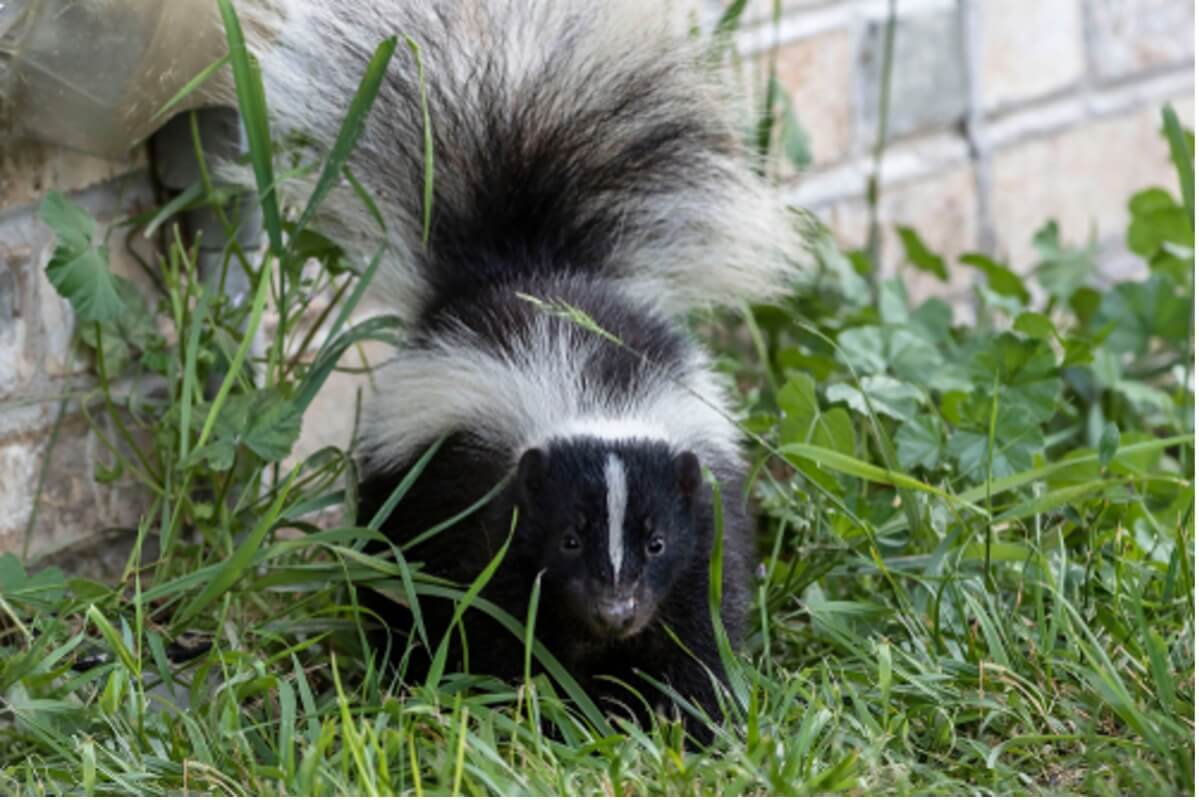 Skunk Near House