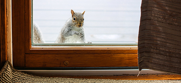 Squirrel Looking In Glass Sliding Door