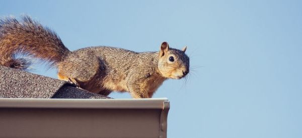 Squirrel Trapping Removal 600x274