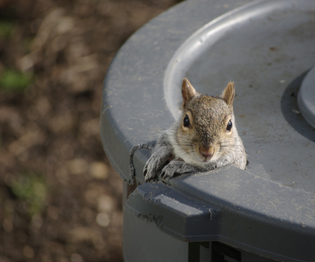 Squirrel2