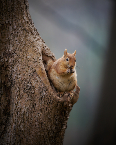 Squirrelvertical