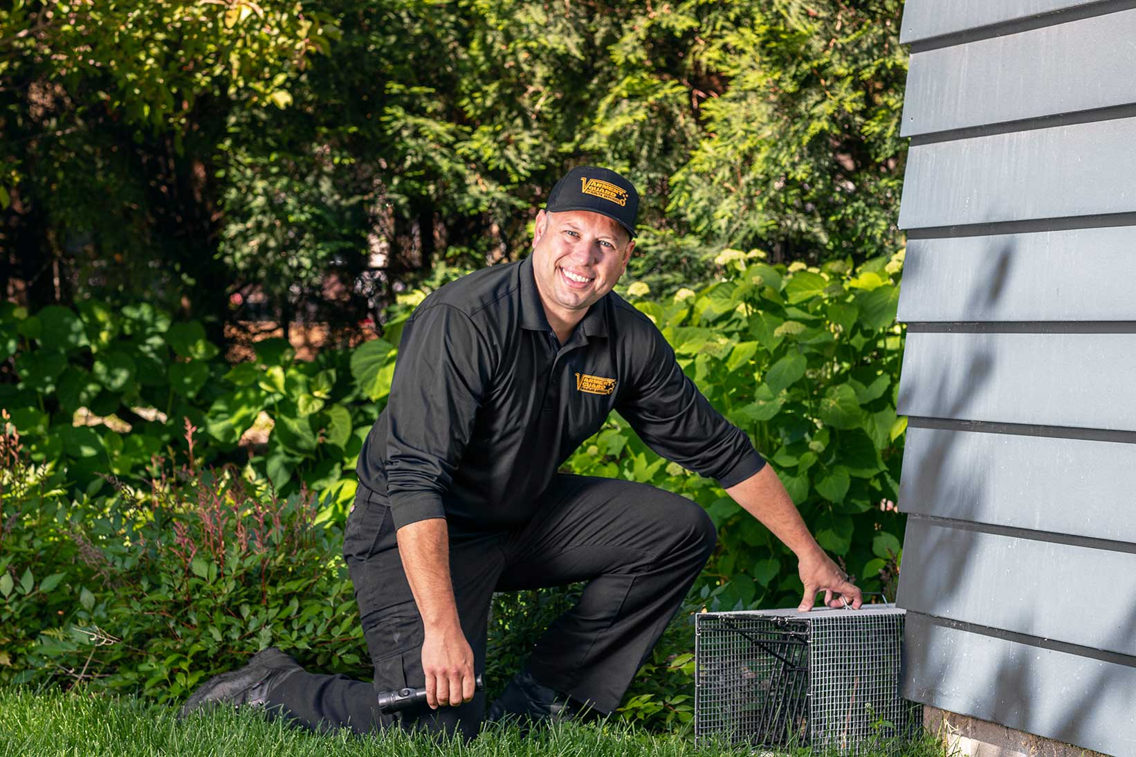 Trapping Voles - Varment Guard Wildlife Services