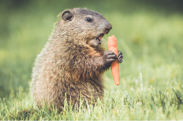 Groundhog Control - Varment Guard Wildlife Services