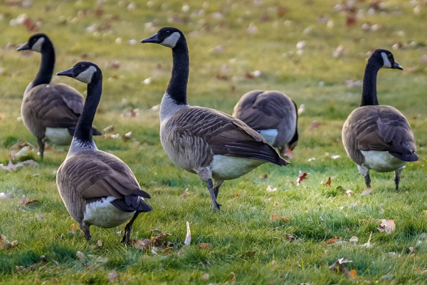 Varment Guard Goose Guard 2 Web