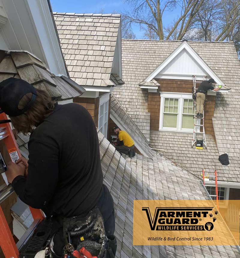 Vg Techs On Roof Installing Bat Exclusion