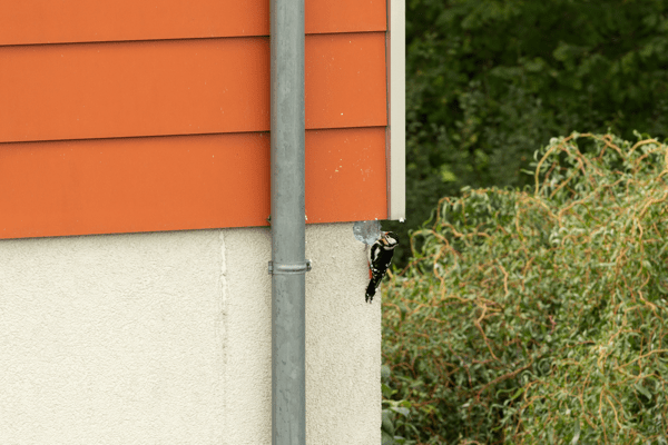 Woodpecker Damaging House