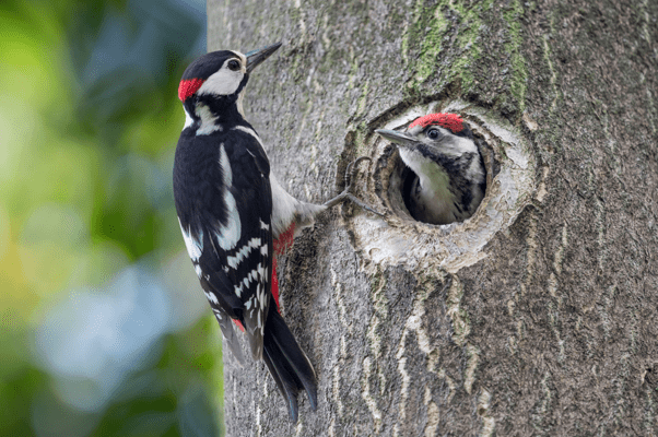 Woodpecker On Tree