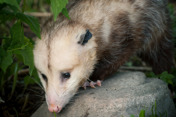 How Do I Keep Opossums Out of My Garden Varment Guard Wildlife