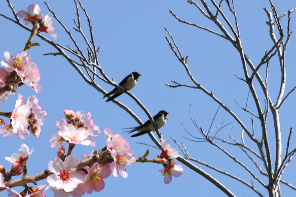 birds in spring