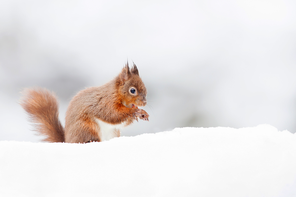 Squirrel eating in snow 