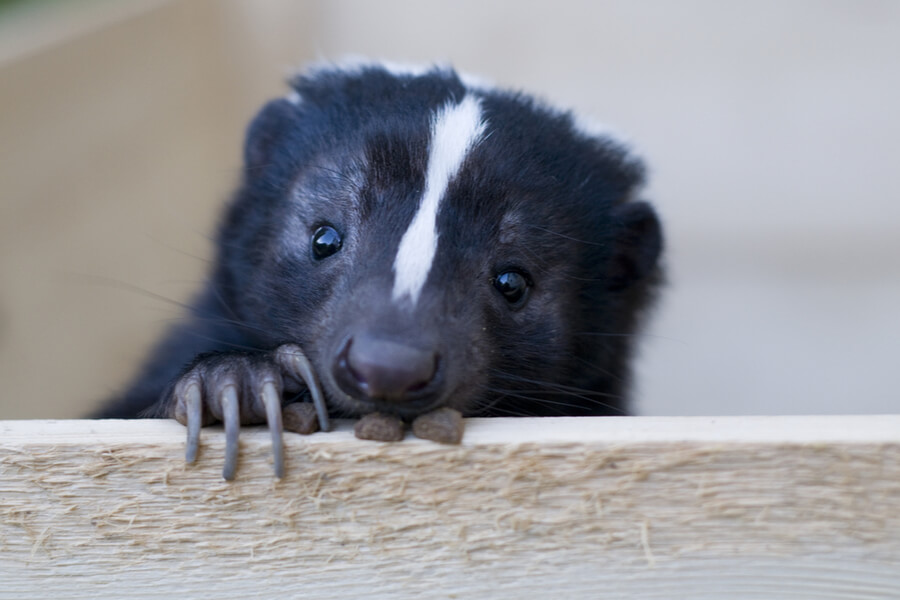 all about skunks
