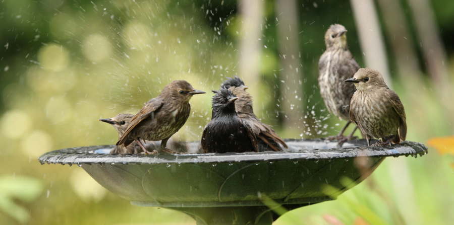 birds in bath
