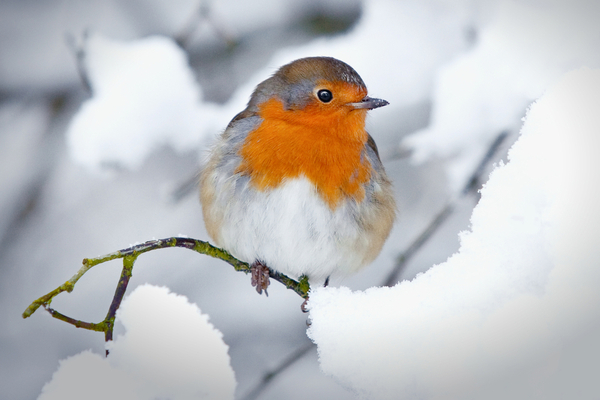 How Does Common Wildlife Deal With Heavy Snowfall? - Varment Guard Wildlife  Services