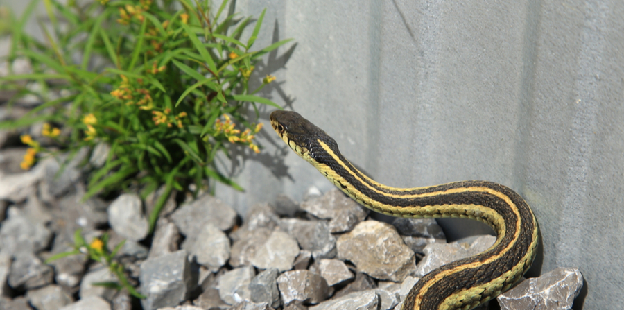 snake in the garden