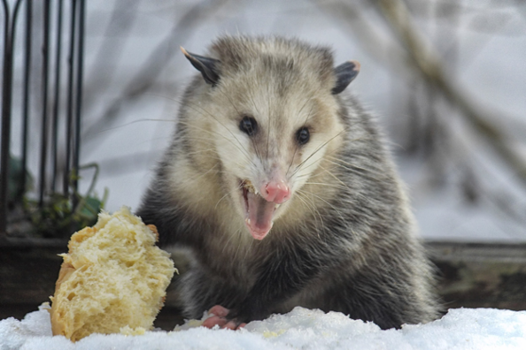 Opossum defending bread in winter in snow with its mouth open