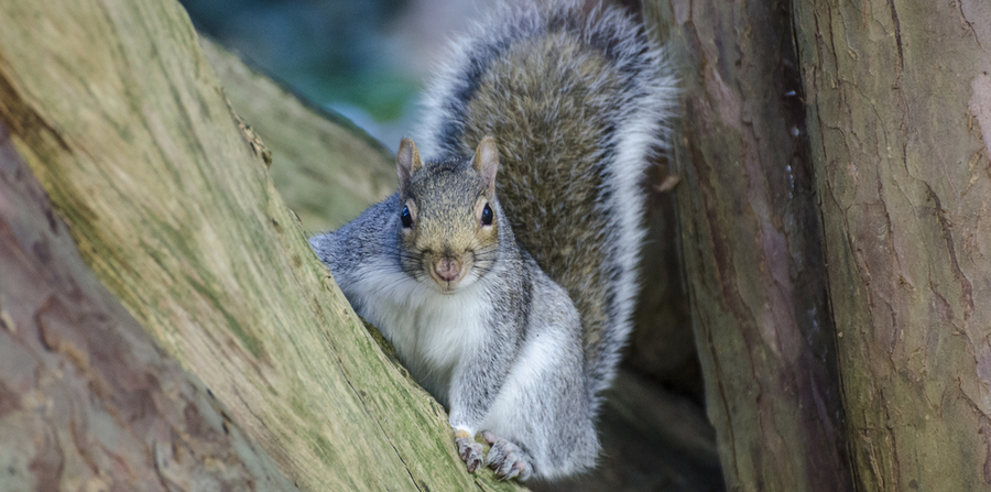 What Do Squirrels Eat? - Varment Guard Wildlife Services