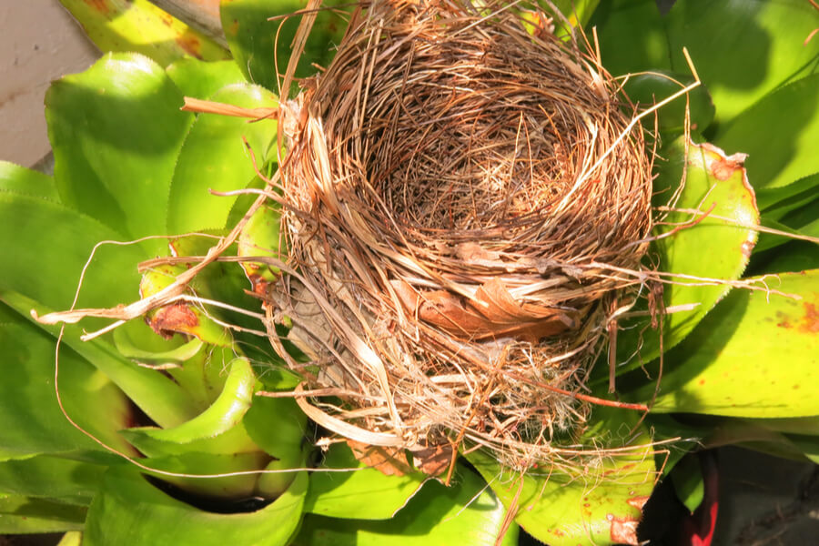 birds build nests
