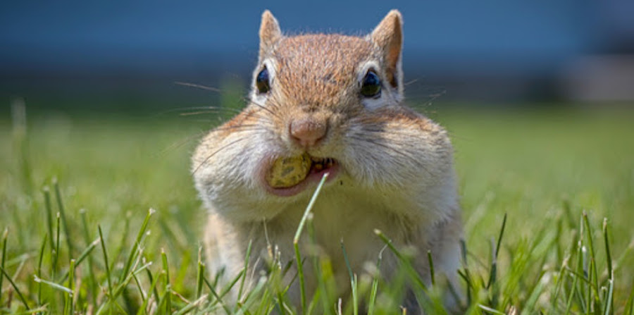 chipmunk storing food in cheeks