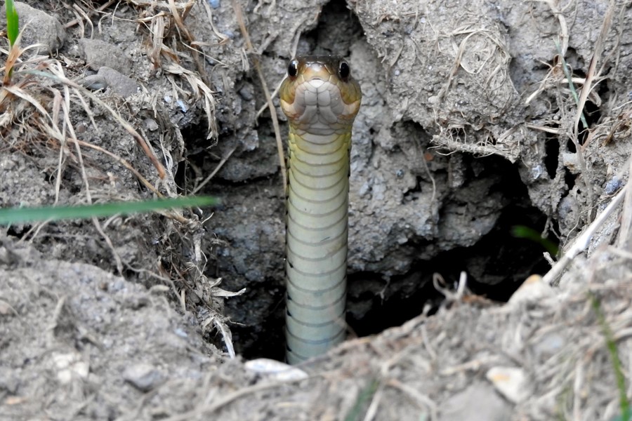 Snake looking out of hole 