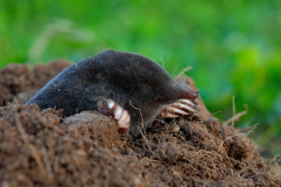 moles in the midwest