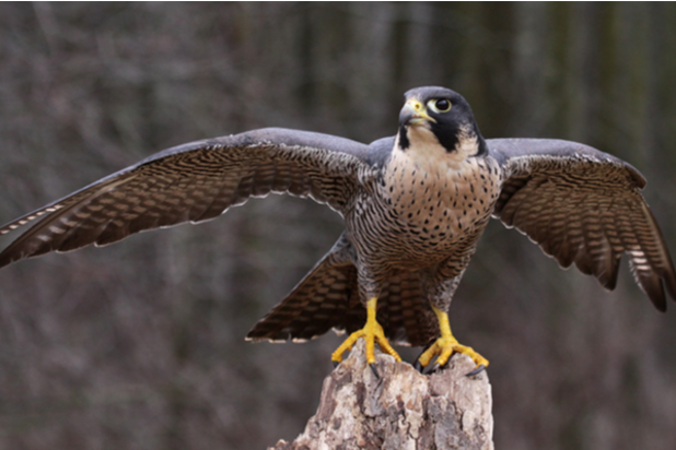 Protect Your Dog from Hawks and Other Birds of Prey · The Wildest