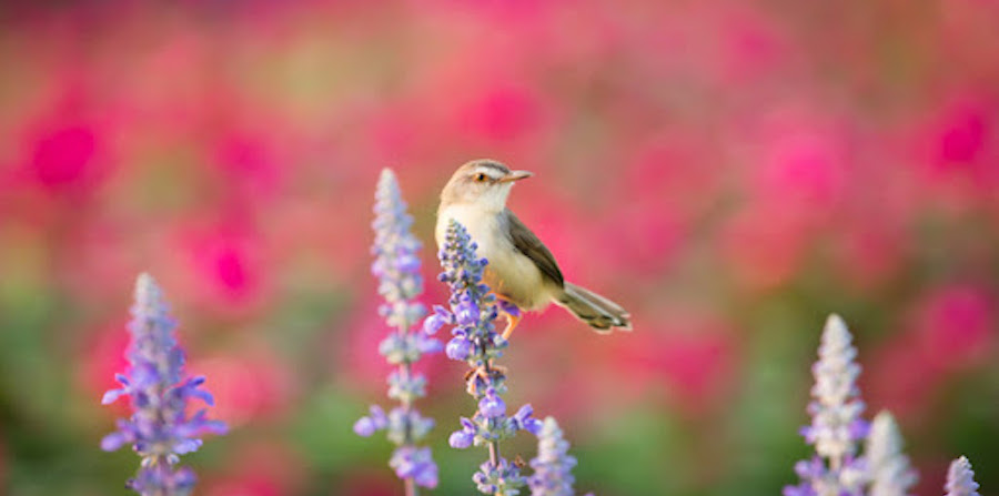 bird sitting on flowers