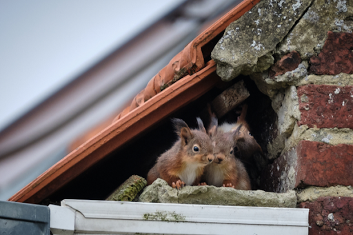 Two squirrels look out from underneath a home’s rooftop.