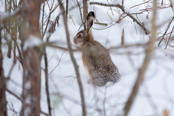 rabbits in winter
