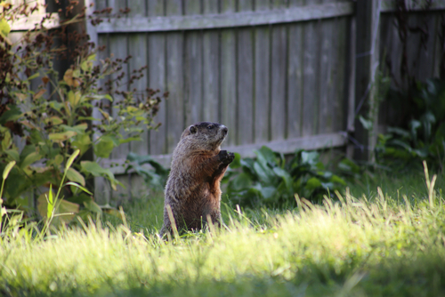 Groundhog in backyard