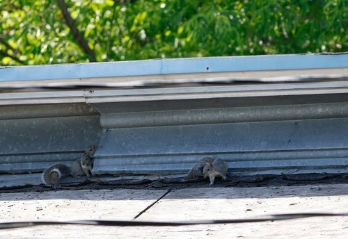 Squirrels on roof. 