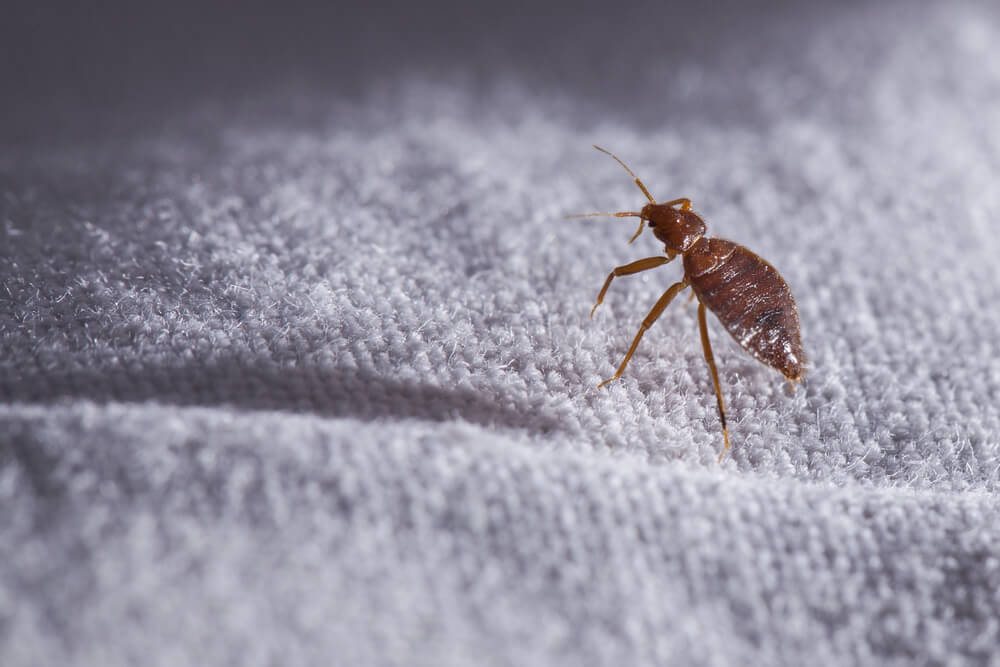 cleveland bedbug problem
