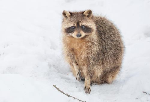 A raccoon stands on a pile of fresh snow