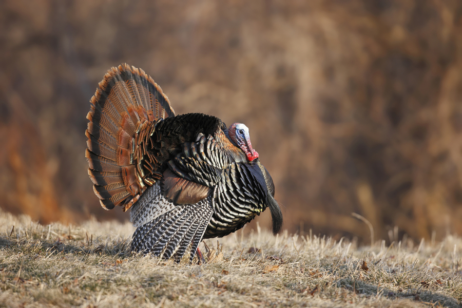 How to Deter Turkeys - Varment Guard Wildlife Services
