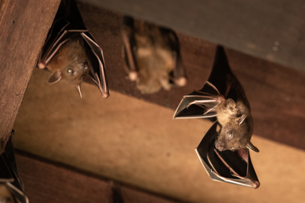 bats in home