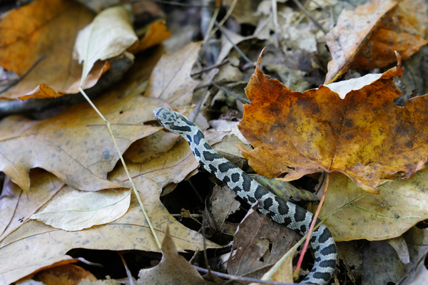 snake in fall leaves
