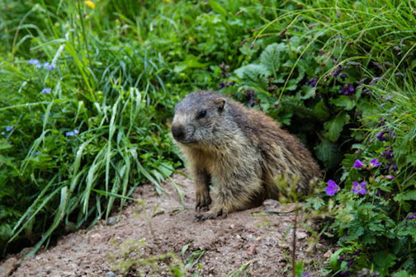 where do groundhogs come from