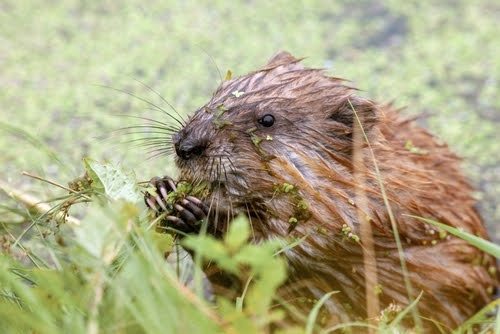 muskrat sits in pond and eats plants. 