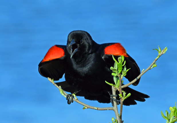 Male red-winged blackbird calling 