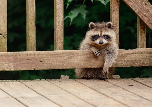 Raccoon climbing over wooden railing onto deck.