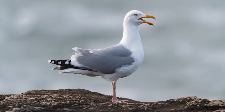seagull on a rock