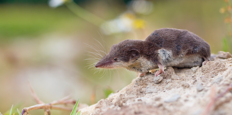 what is a shrew?