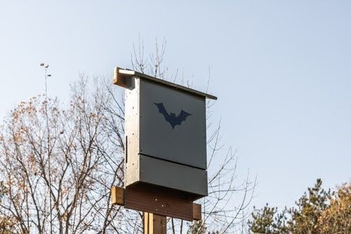 Grey bat box against backdrop of blue sky and trees